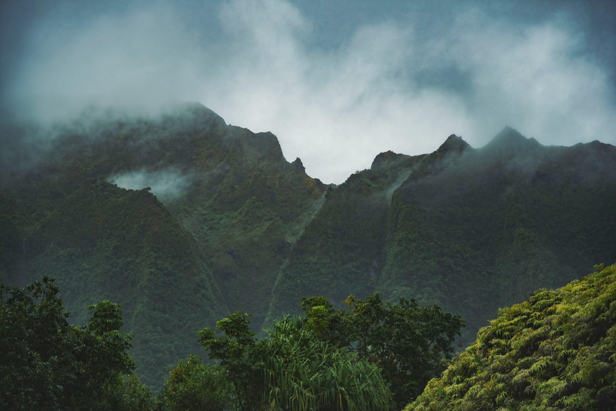 Green ridges in the mist, seen from above the treetops