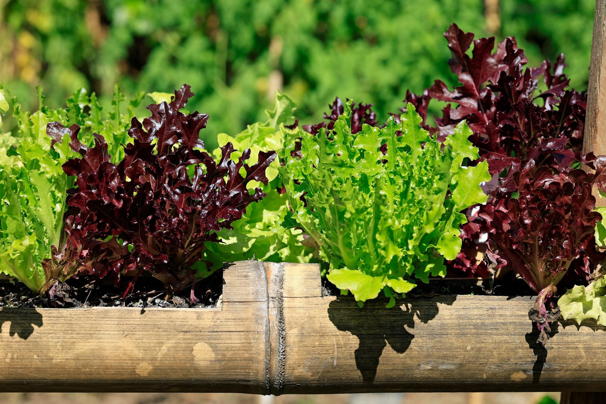 Green and red lettuces growing in a wooden planter box
