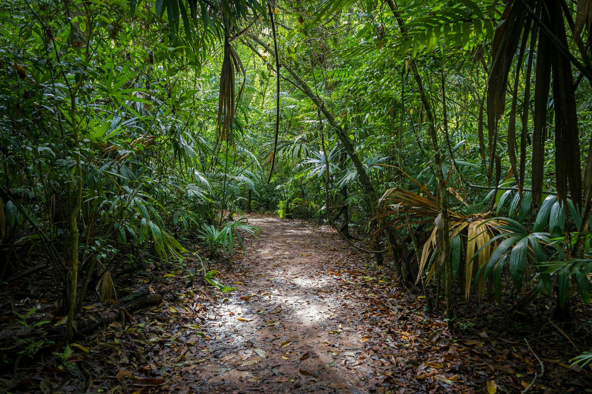 A dirt trail through tropical forest