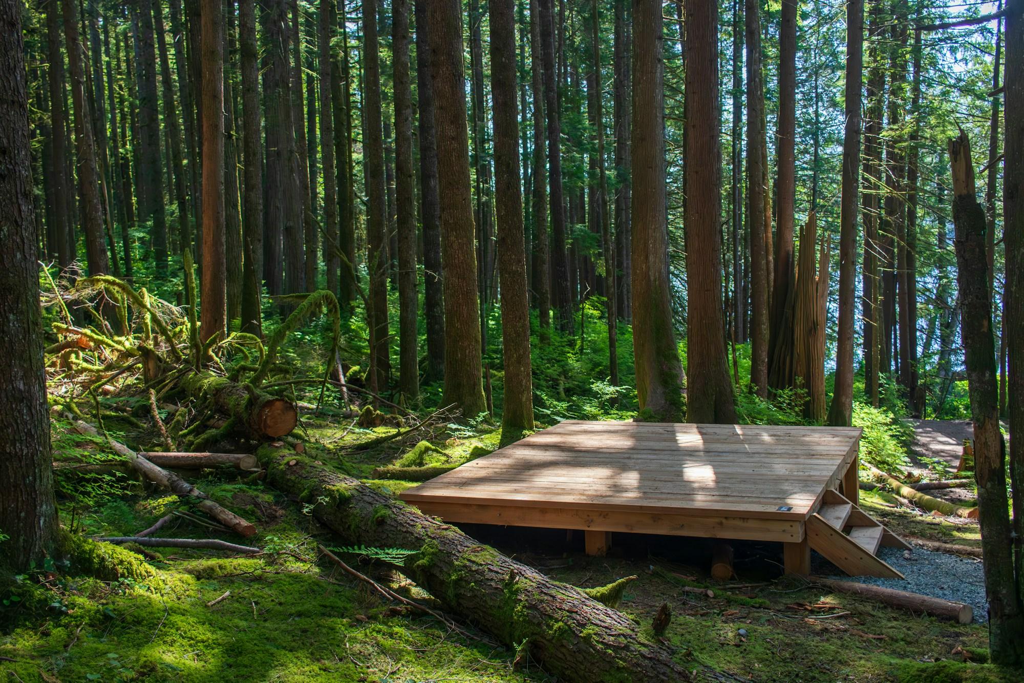 A wooden platform among the trees of a forest
