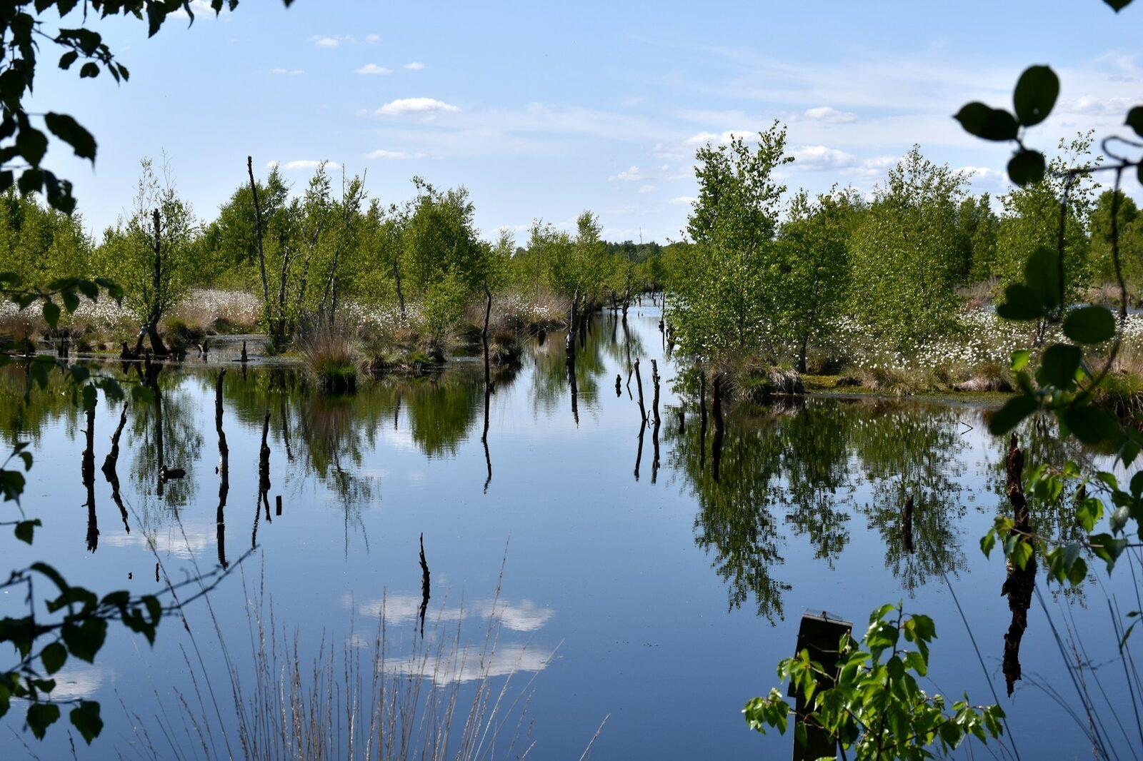 A wetland where the water reflects the trees and the sky