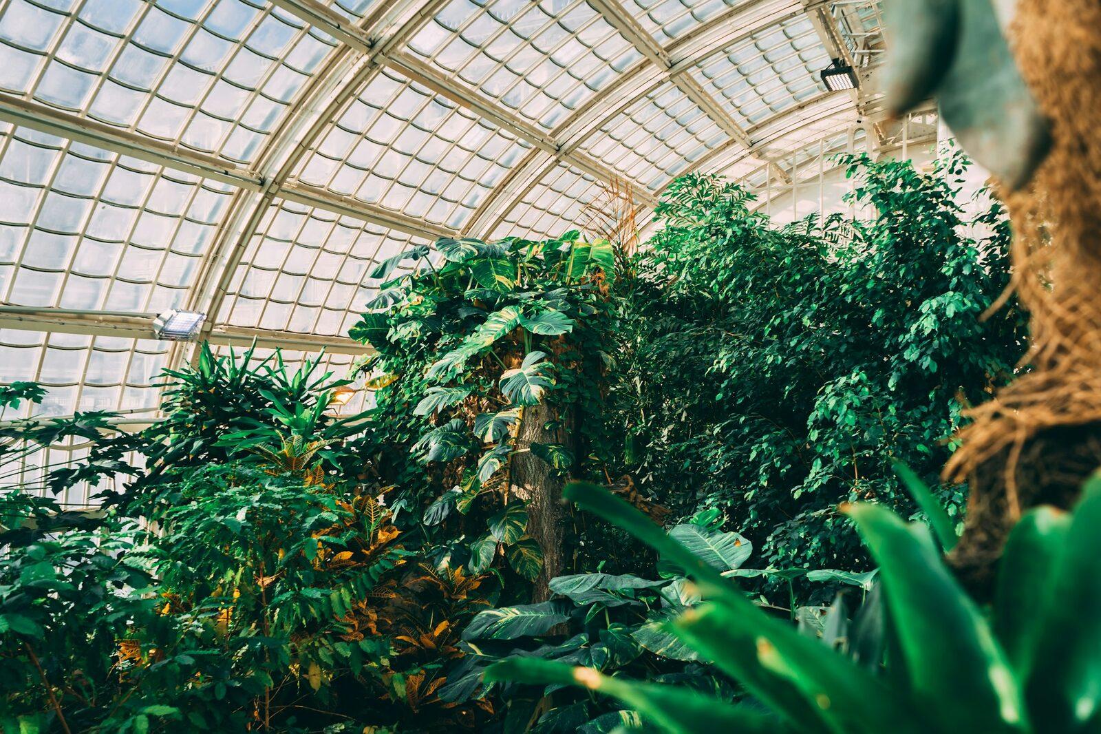 The inside of a greenhouse filled with plants